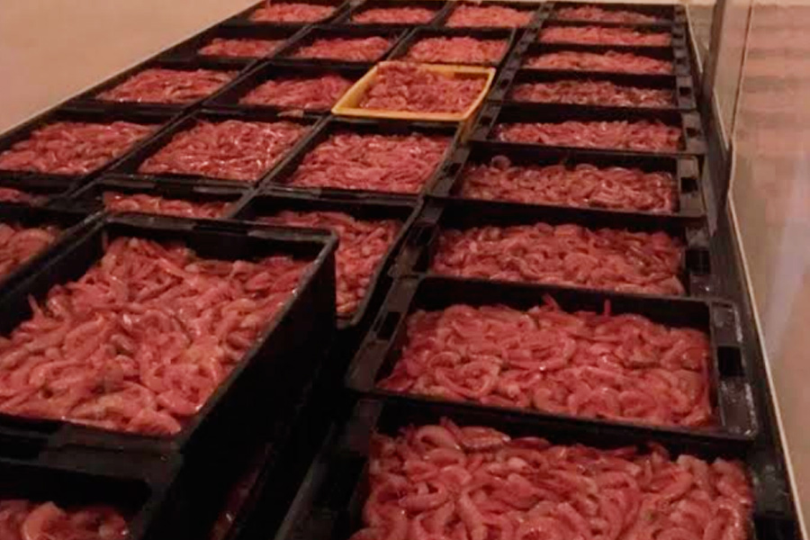 El langostino que se intentó contrabandear en el 2018 en Chubut tiene un valor estimativo actual de mercado de 15 millones de pesos