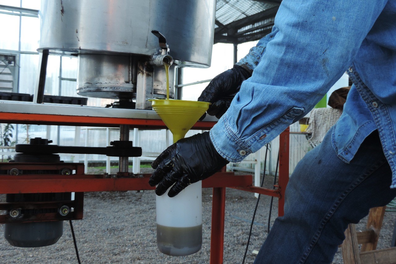 Comodoro y el auge olivícola: Se realizó la segunda cosecha para evaluar el rendimiento y la calidad del aceite