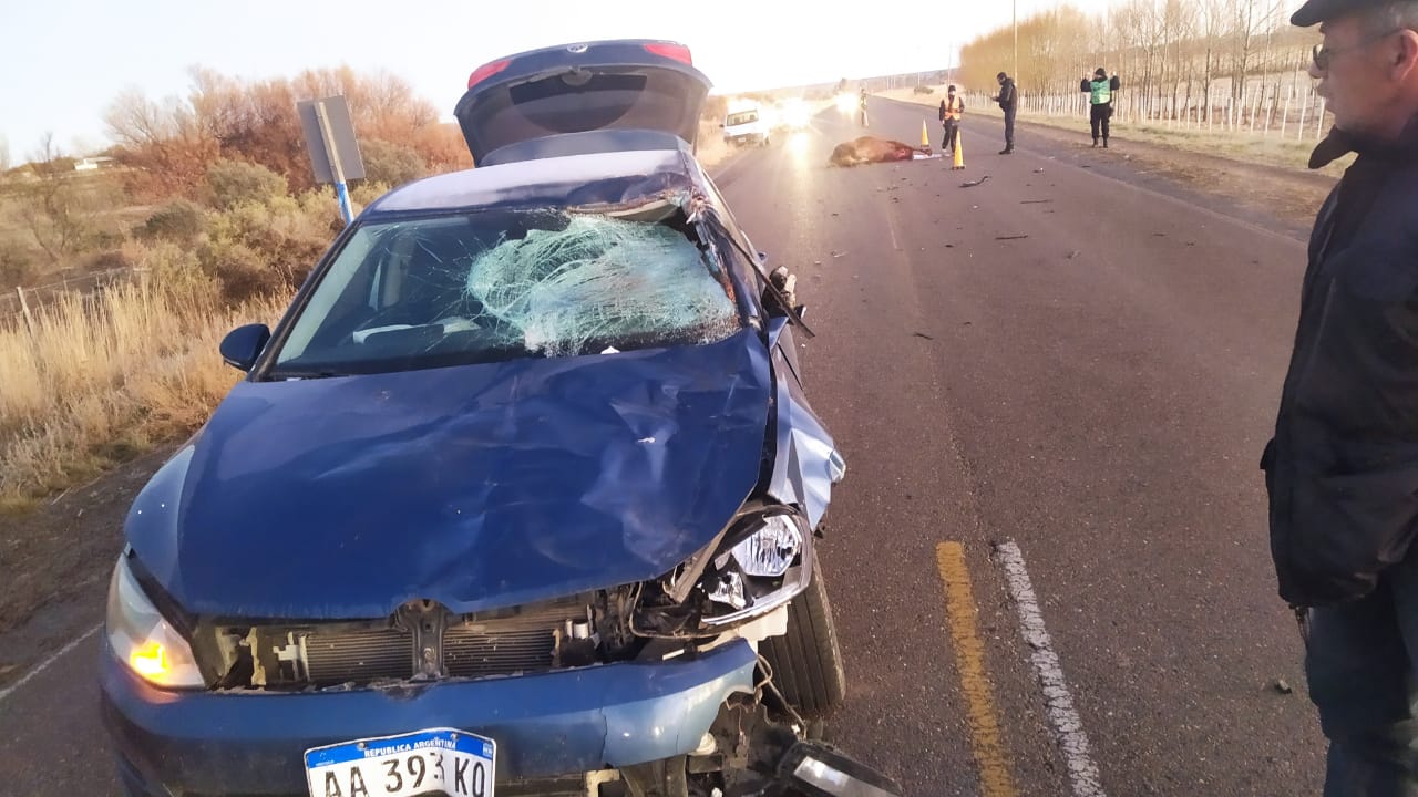 Chocó contra un caballo en Gaiman, el auto quedó destrozado y el animal murió