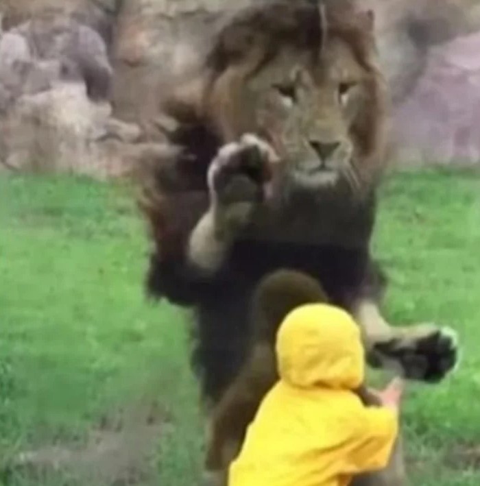 Un león intentó atacar a un nene en un zoológico y se llevó un gran sorpresa