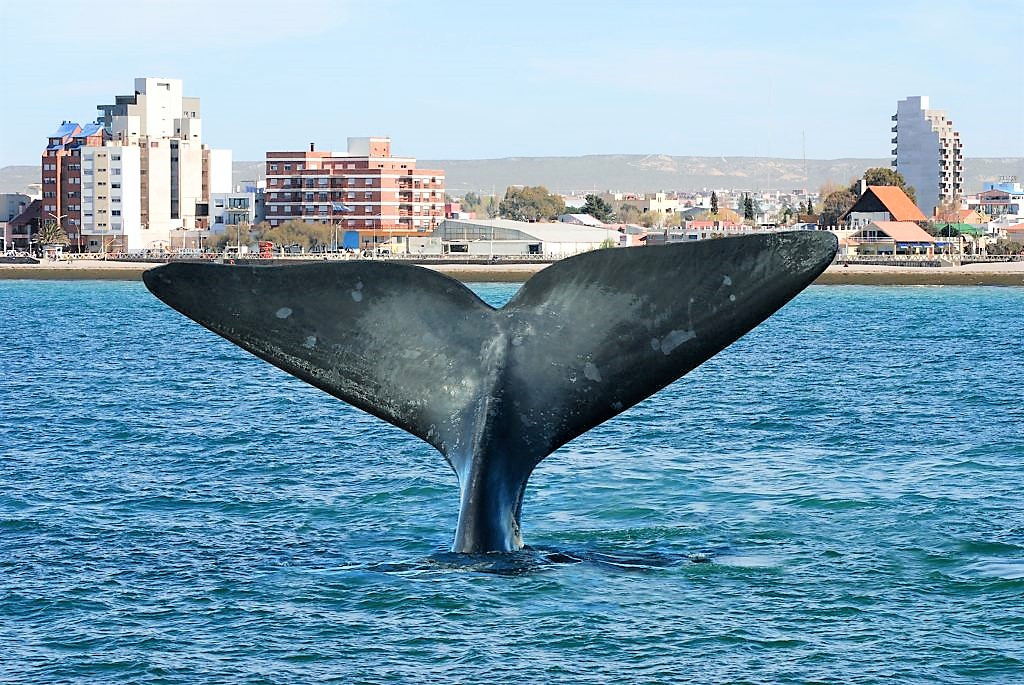 Puerto Madryn y Aerolíneas Argentinas realizaron el pre lanzamiento de la temporada de ballenas en Mar del Plata