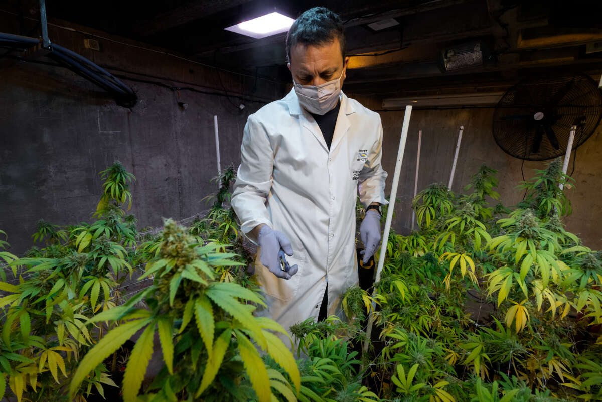 El Hospital Ísola de Puerto Madryn inicia ensayos con aceite de cannabis producido por el Cenpat que busca disminuir dolores y reducir el insomnio y la ansiedad