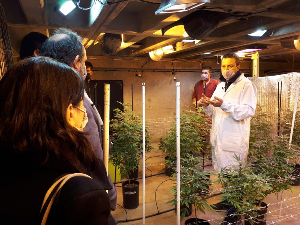 El Hoyo se encamina a convertirse en un polo de producción e investigación en materia de cannabis medicinal y cáñamo industrial