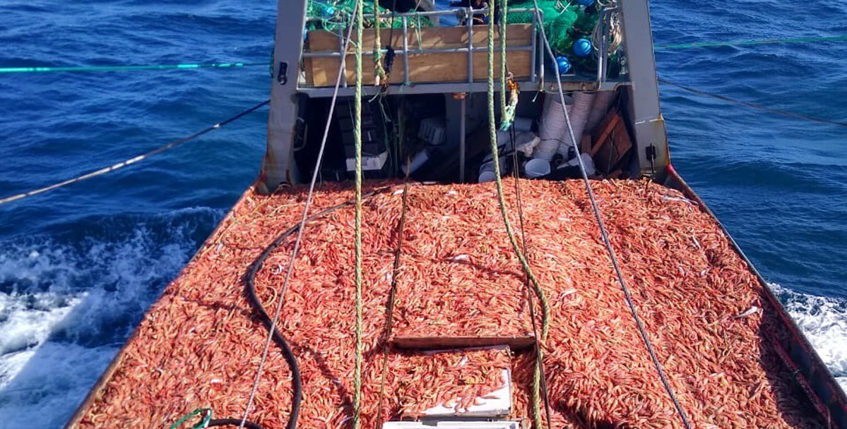 Las sanciones por declarar mayor o menor volumen de pesca ahora serán más caras