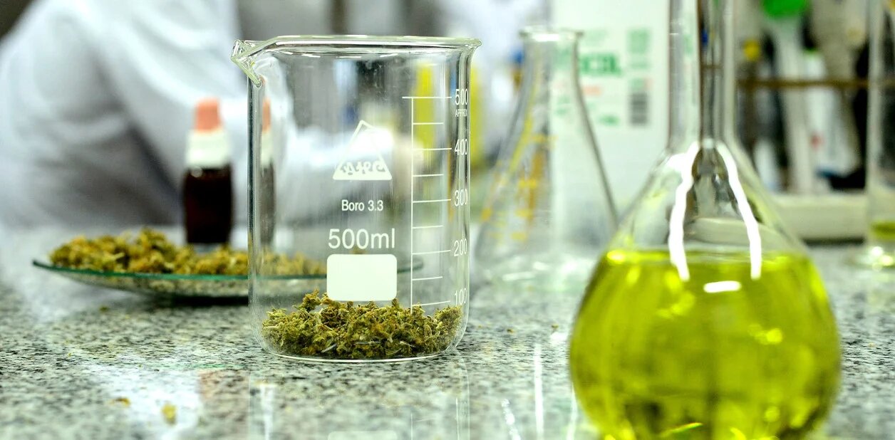 Comienzan ensayos clínicos con aceite de cannabis que se produce en Puerto Madryn