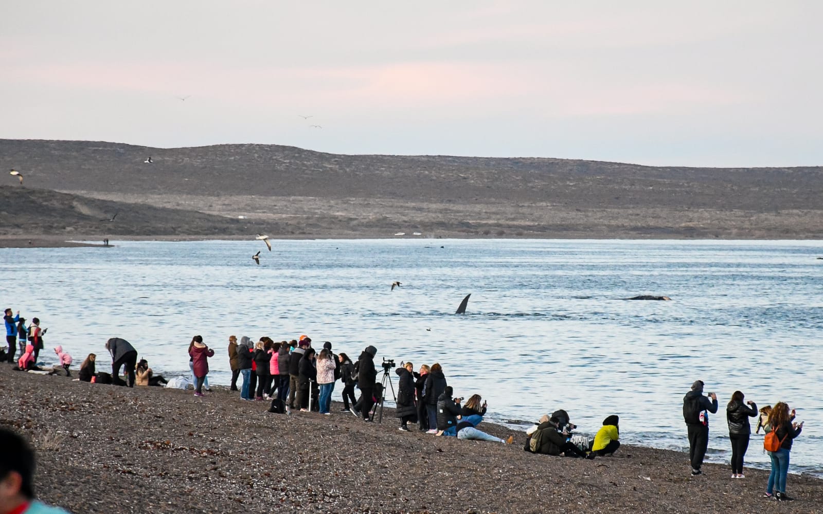 Con un 87% de ocupación, Madryn tuvo un impacto económico de $270 millones el finde largo
