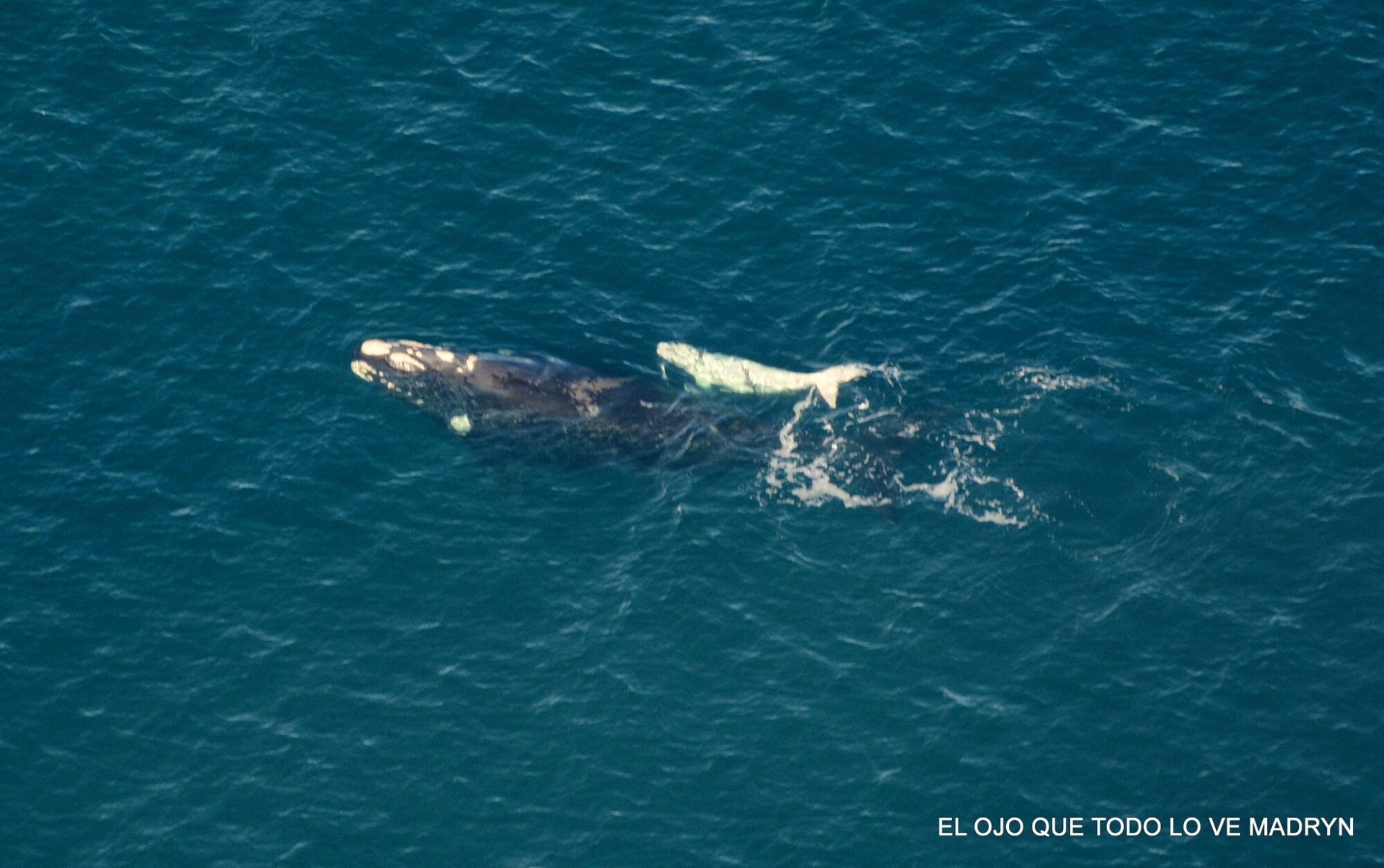 Gandón aseguró que el buen clima de este fin de semana “ayudó” para que el avistamiento de ballenas “se aproveche a pleno” en Pirámides