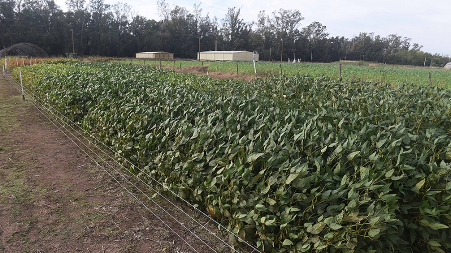 Las empresas que liquidaron sus cosechas con el “dólar soja” no podrán acceder a divisas desde este martes