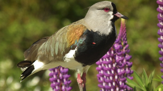 Legislatura: El Frente de Todos busca declarar de interés el  Festival de Avistaje de Aves 2022 en Trevelin que se realizará entre el 23 y el 25 de septiembre
