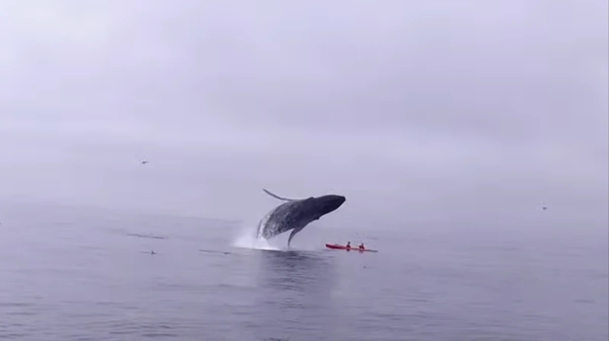 Le iniciarán sumario a los kayakistas que se filmaron cerca de las ballenas en Puerto Madryn