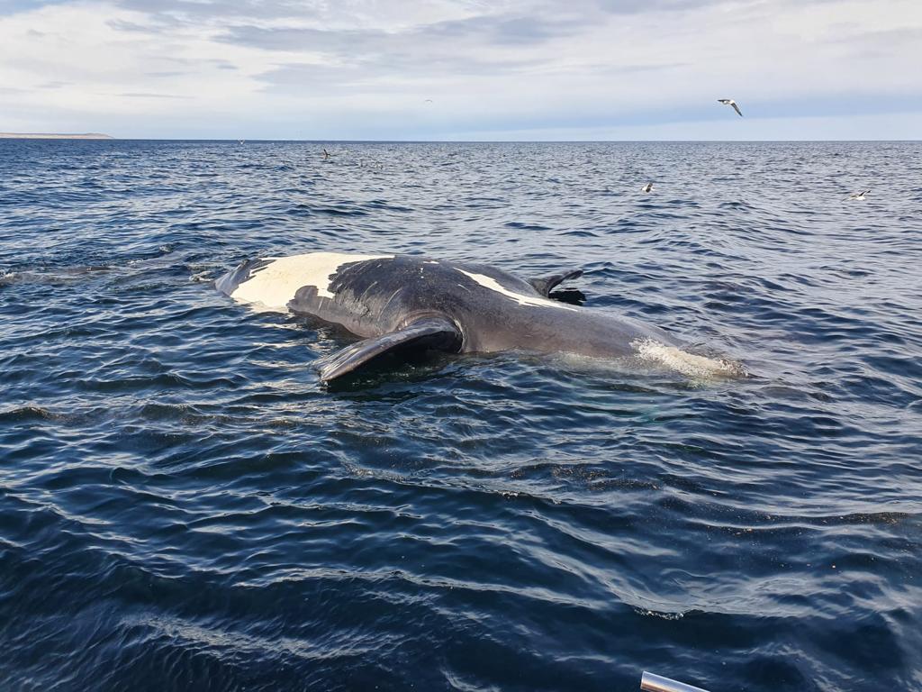 Muerte de ballenas en Chubut: Los estudios confirmaron presencia de toxinas paralizantes de “Marea roja” en algunos de los ejemplares que encontraron sin vida