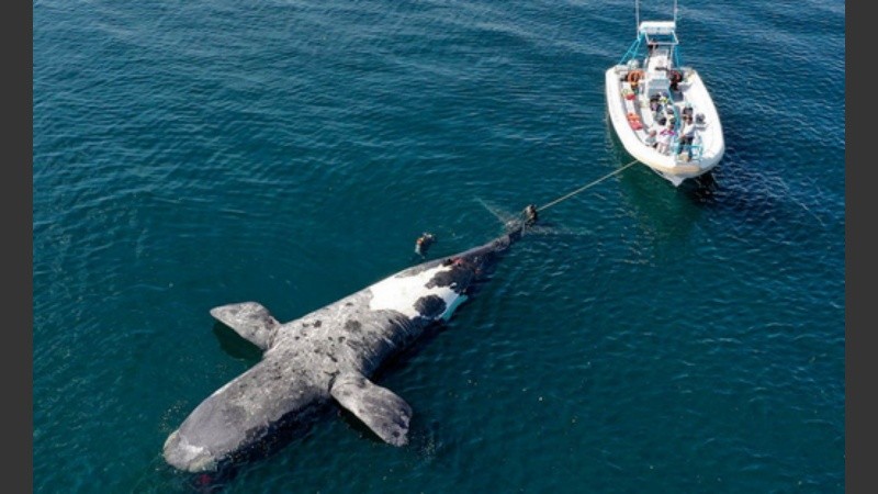 Preocupación en Chubut: Ya son 13 las ballenas muertas en Península Valdés