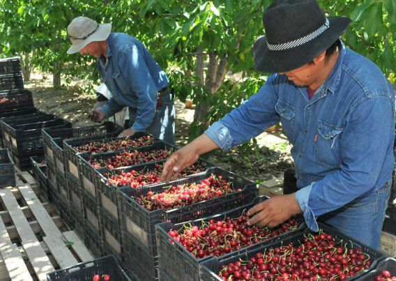 El Gobierno del Chubut coordina cosecha de cerezas con elaboradores de la zona sur provincial