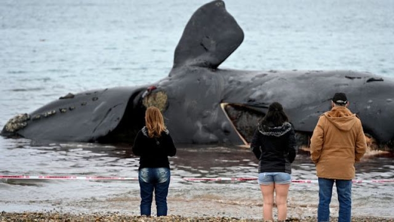 Chubut: Coordinan el traslado de cuatro ballenas varadas en Península Valdés en estado avanzado de descomposición