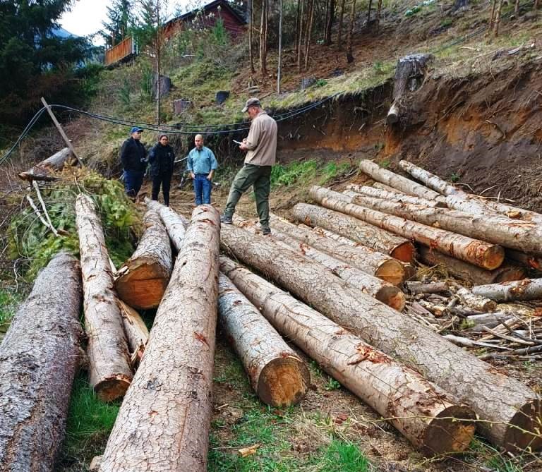 Continúa la tala ilegal indiscriminada en Lago Puelo: Salían camiones cargados con madera que fue detectado por una denuncia en la justicia