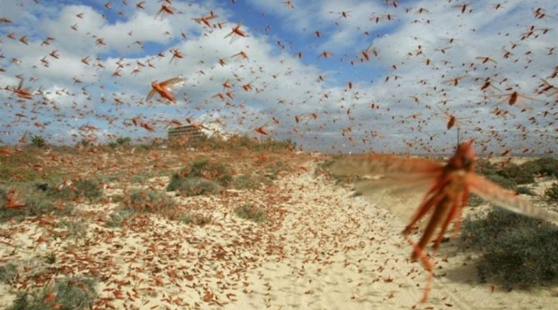 Aguilera y Pagliaroni pidieron informes por la invasión de la tucura sapo y reclamaron “recursos extraordinarios en forma urgente” por el impacto en las producciones