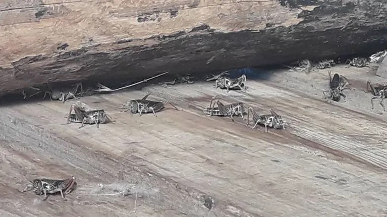 Provincia ya monitoreó 200 establecimientos ganaderos por la placa de la tucura sapo que afecta a las producciones