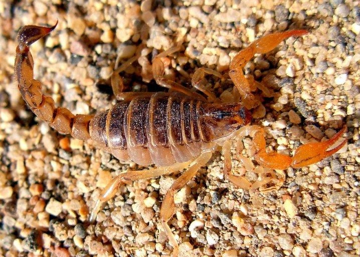 Salud solicitó extremar cuidados para evitar picaduras o mordeduras de Animales Ponzoñosos en Chubut
