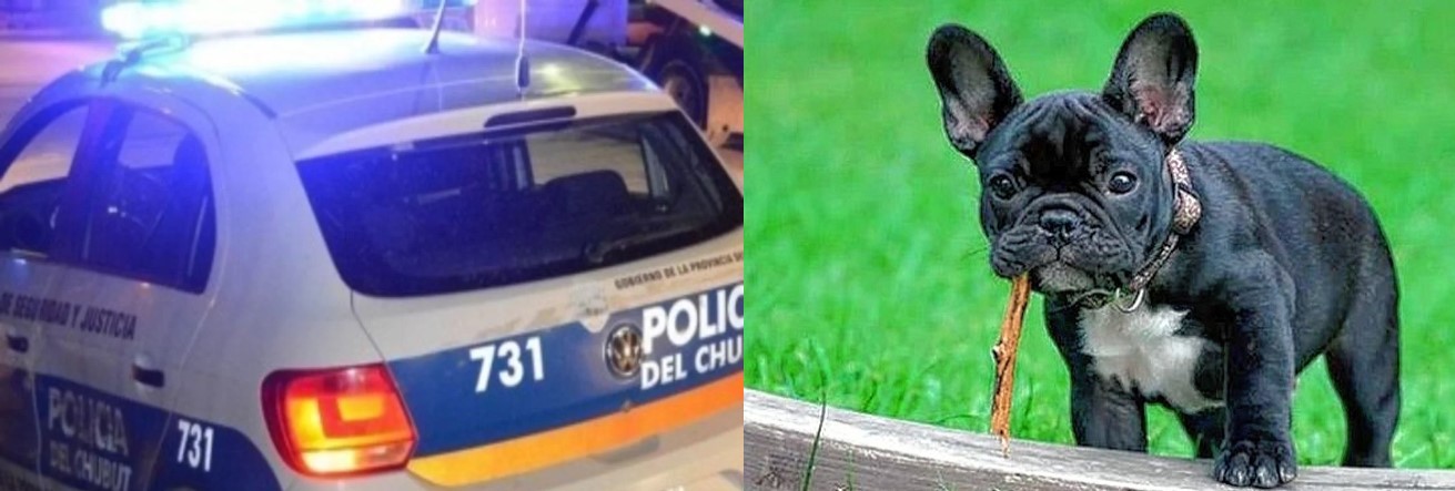 No dejaron ni al perro: Entraron a robar a una casa de Trelew y se llevaron televisores, una notebook y hasta una Bulldog