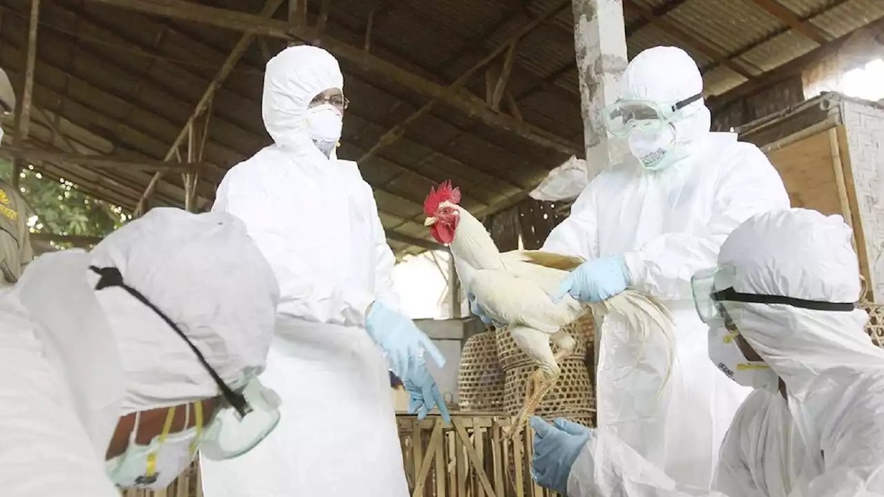 Gripe aviar: Confirman tres nuevos casos y habrá más controles