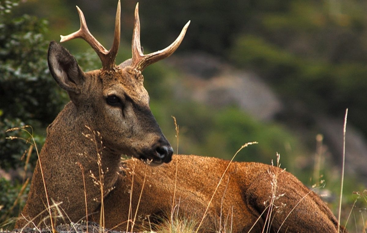 Chubut: Nació el primer Huemul en una estación que brinda protección a esta especie