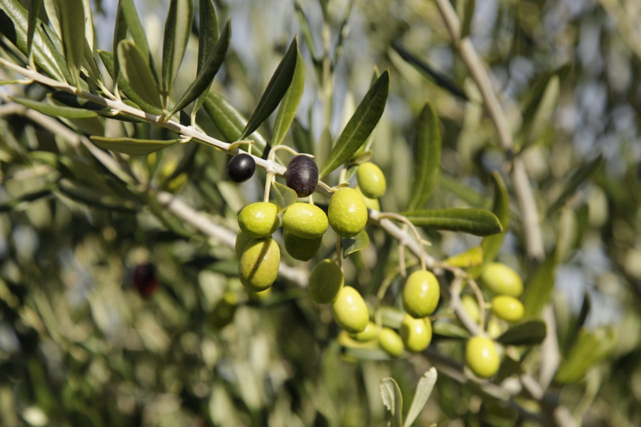 Rawson será sede de una reunión comarcal para avanzar en el proyecto de producción de olivos