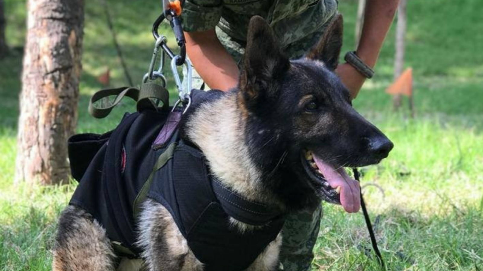 Tristeza por Proteo, el perro rescatista que murió en Turquía tras un derrumbe