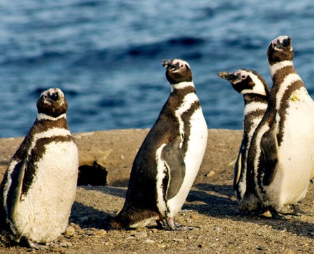 Trelew ofrece distintos atractivos para el fin de semana largo