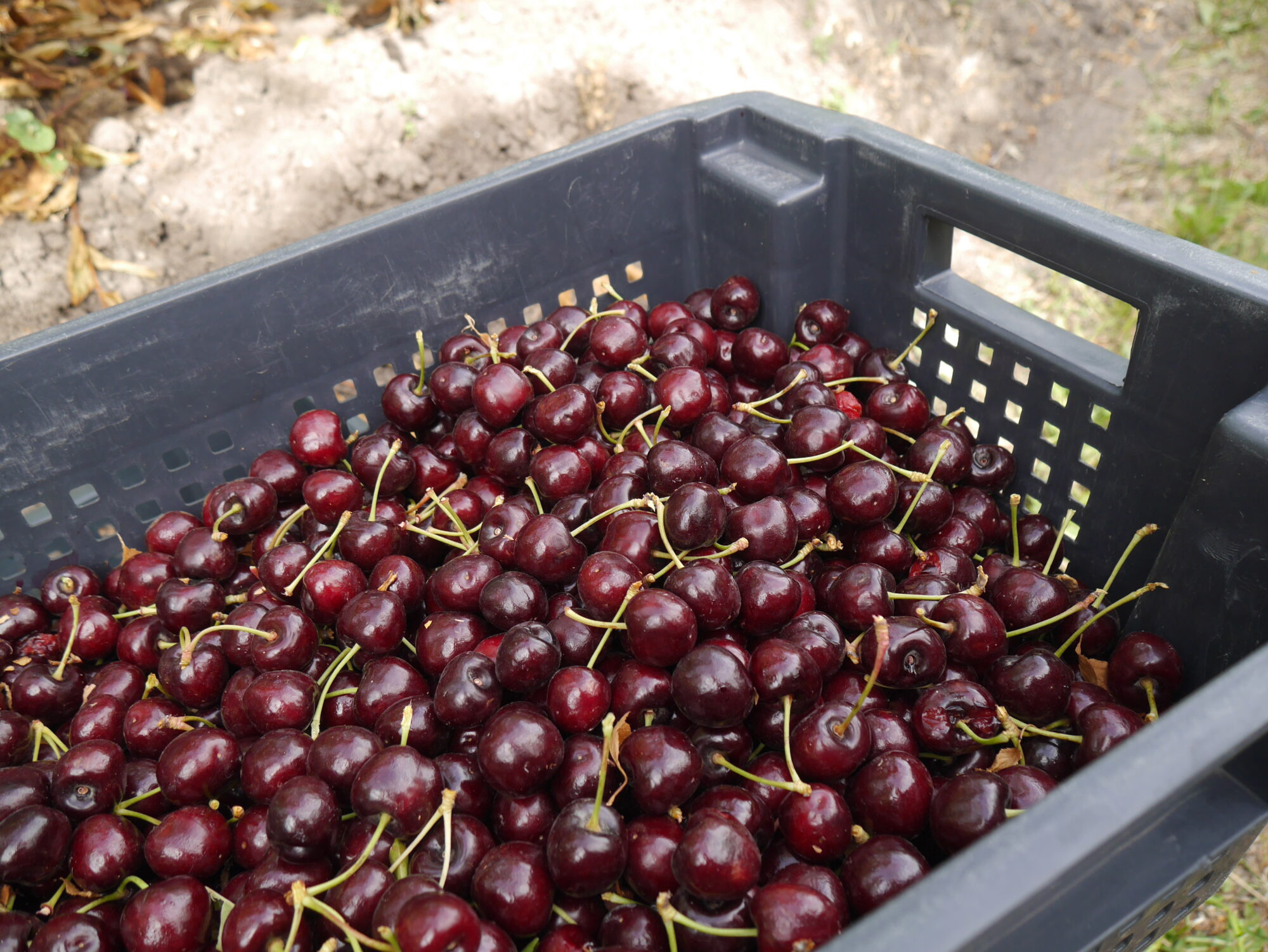 Se consolida la producción y exportación de cerezas en el Valle Inferior del Río Chubut