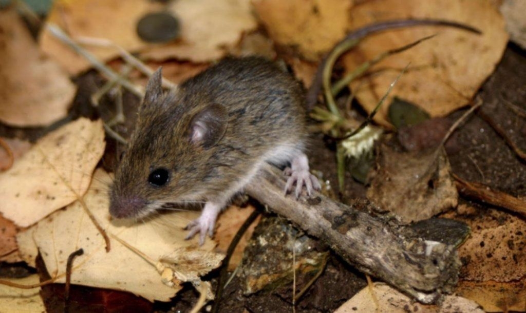 Caso de Hantavirus detectado en El Maitén: El adolescente se encuentra en Buenos Aires, estable y sin asistencia respiratoria