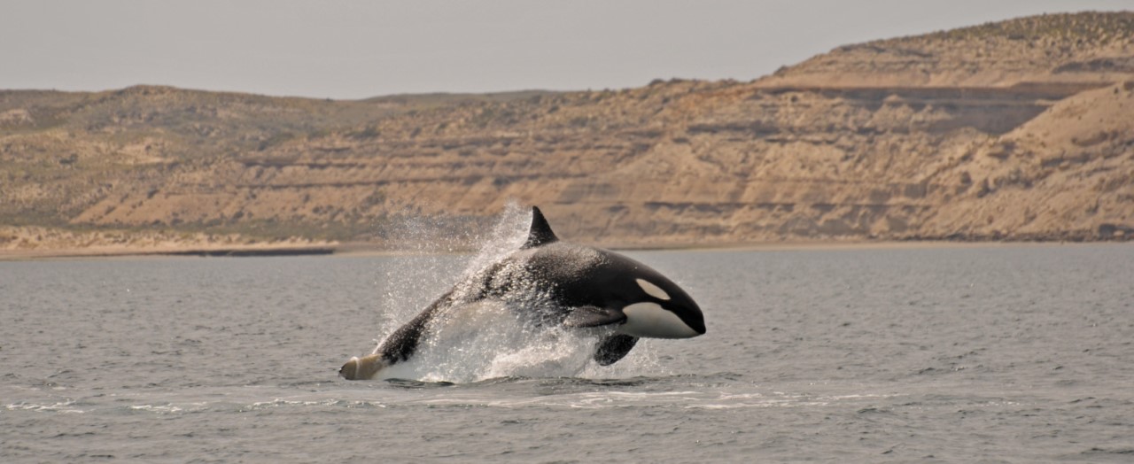 Semana de las Orcas en Chubut: El Gobierno provincial propone una amplia agenda de actividades promocionales y educativas