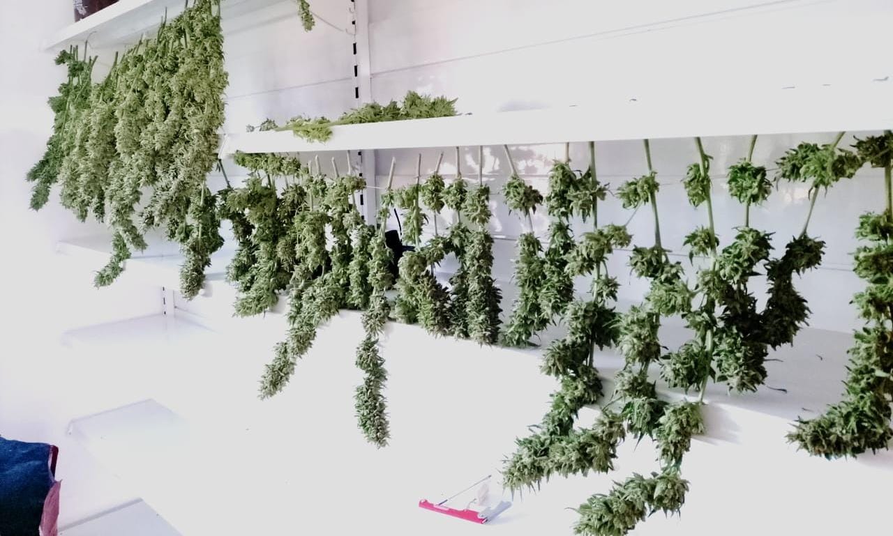 El Hoyo: Tenía un invernadero y le secuestraron 1 millón de pesos y más de 6 kilos de marihuana