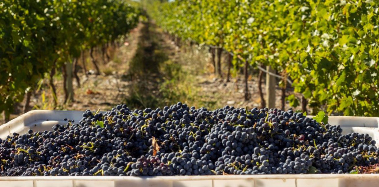 Fiesta de la Vendimia en Neuquén: Música y gastronomía fusionada con las presentaciones de las bodegas Malma, Fin del Mundo, Familia Schroeder y Secreto Patagónico