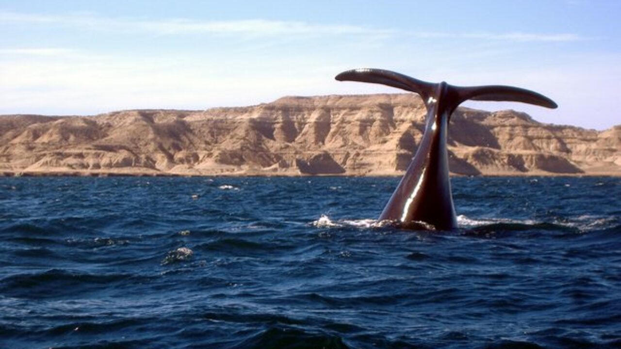 A dos meses para el inicio de la temporada, ya se divisó la primera ballena en Playa Kaiser