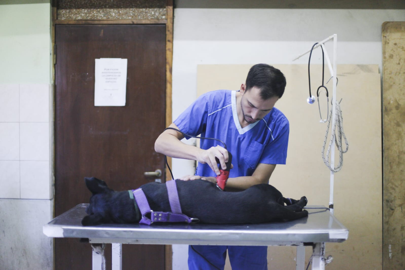 Veterinaria en tu barrio: Este lunes comienzan las esterilizaciones gratuitas en el Centro Comunitario del Área 16