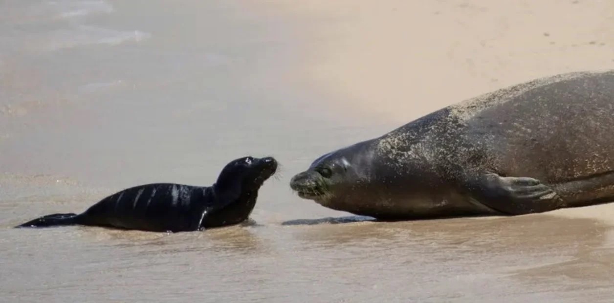 Protegen con la policía durante 24 horas a una foca y su cría por ser una especia en peligro de extinción