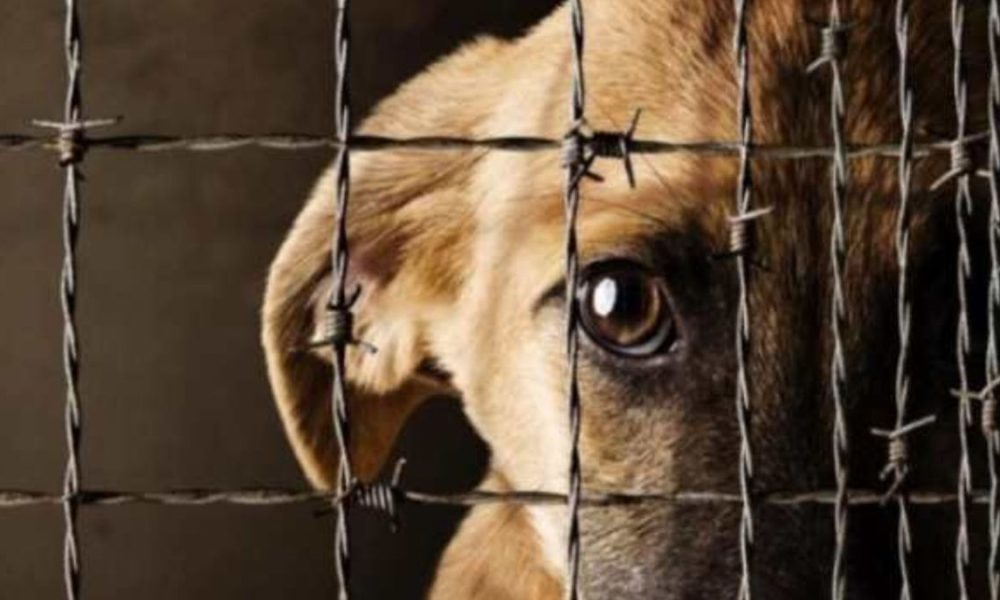 Chubut: Entró a la casa de su vecino, se llevó el perro, lo apuñaló en su vivienda y ahora deberá realizar tareas comunitarias y donar alimento para mascotas