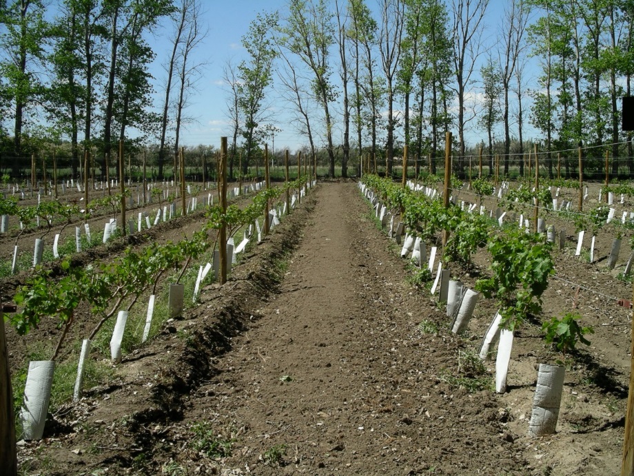 Chubut avanza en la certificación orgánica de producción vitivinícola