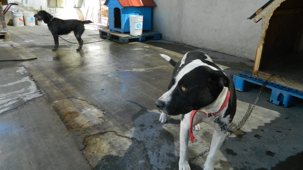 Trelew: El área de Zoonosis del Municipio realizó 2.000 castraciones y dio en adopción a 155 mascotas en lo que va del año