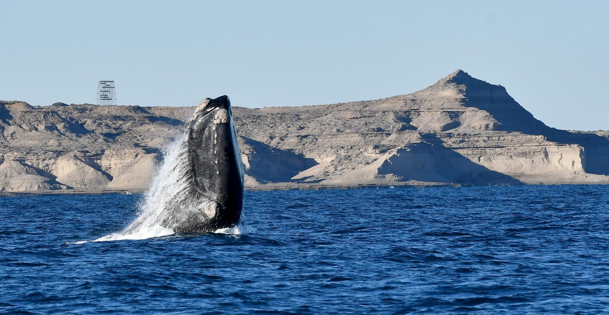Chubut: El Gobierno anunció el lanzamiento de la Temporada de Ballenas 2023