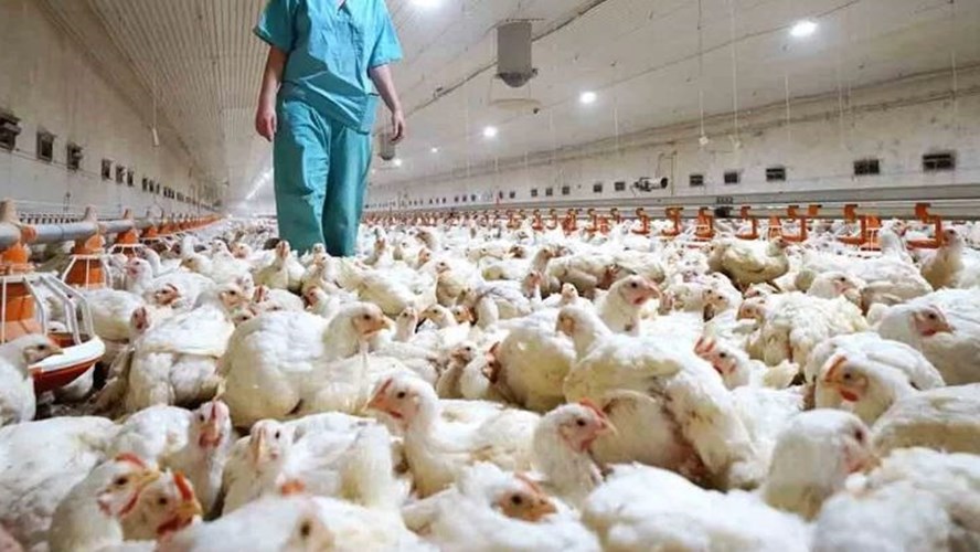Chubut declaró la emergencia agropecuaria por la influenza aviar hasta abril del 2024