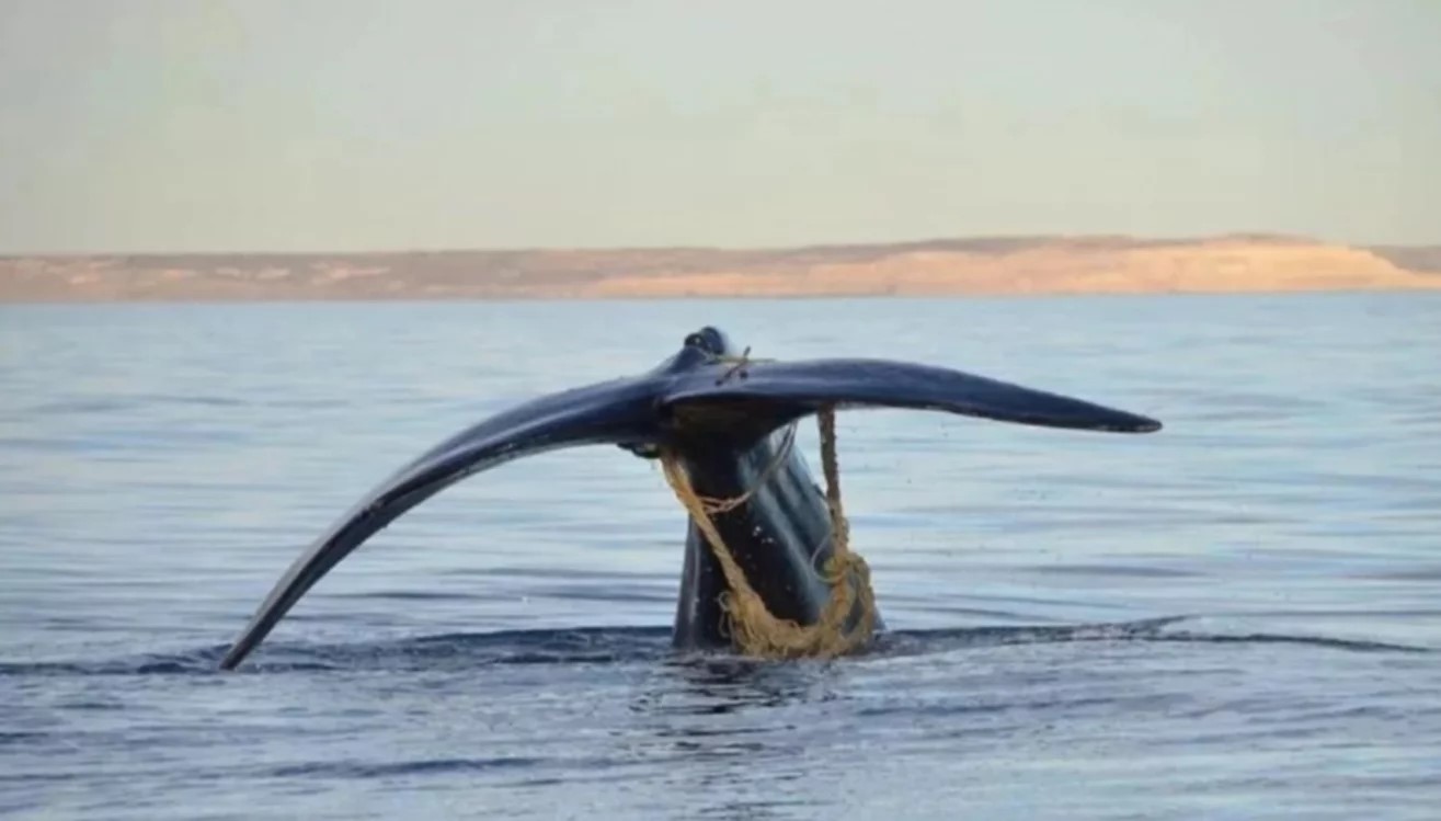 Chubut: Qué se sabe hasta el momento de la ballena “enmallada” en el Golfo Nuevo
