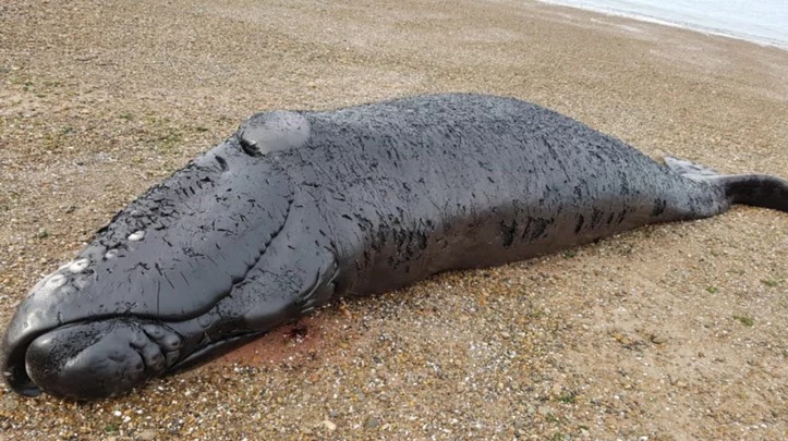 Temporada de ballenas: Se registró el primer ballenato muerto