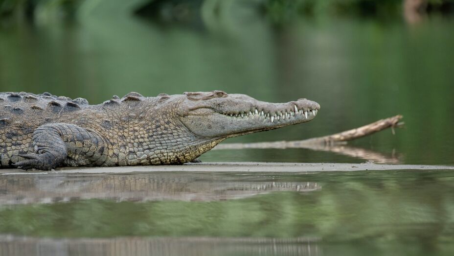 Un caimán mató a una mujer que paseaba a su perro en Carolina del Sur
