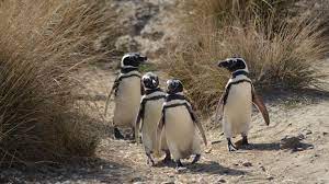 Misterio en Uruguay: Encontraron cerca de 300 pingüinos muertos en las playas