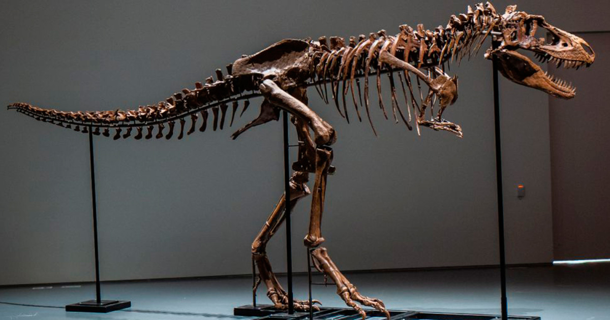 Subastarán dos esqueletos de dinosaurios de más de 80 millones de años en Nueva York