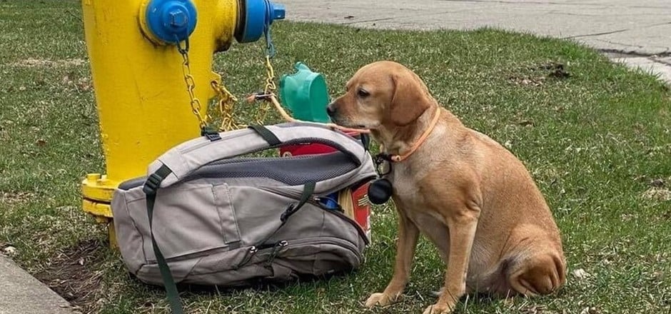 La historia del perro que dejaron en la calle con una mochila y una nota desgarradora