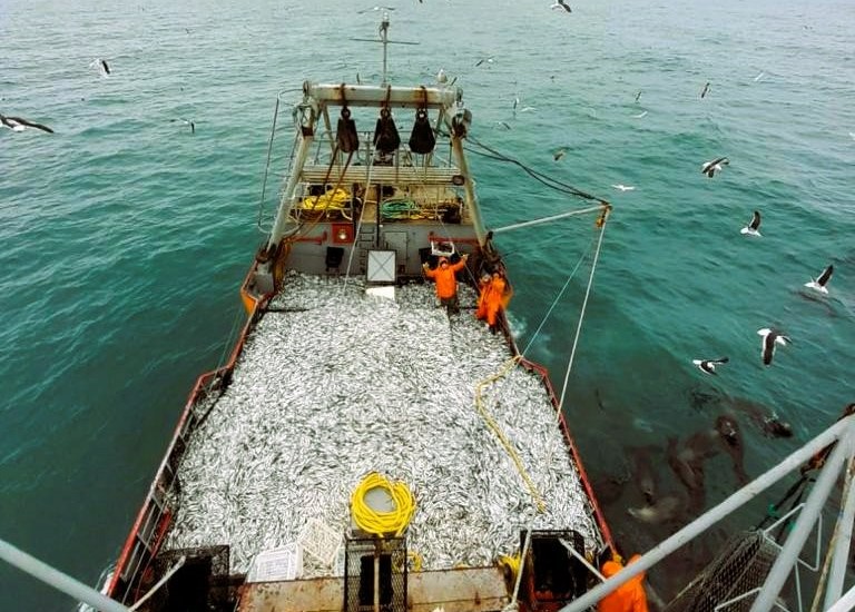 Crece la captura de anchoíta en Chubut: Se pescaron 4.000 toneladas, empleó a 400 personas y registró una suba del 110% en comparación con 2022