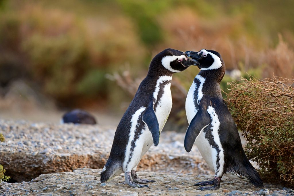Puerto Madryn se suma al lanzamiento de la Temporada de Pingüinos en Chubut