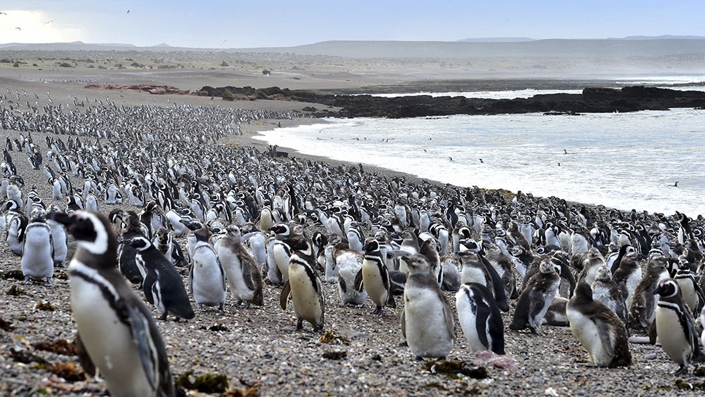 Chubut: A pesar de la gripe aviar en lobos y elefantes marinos, la temporada de Pingüinos se inaugurará este viernes con fuertes protocolos